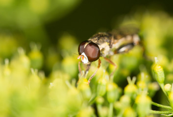 fly in nature. marco