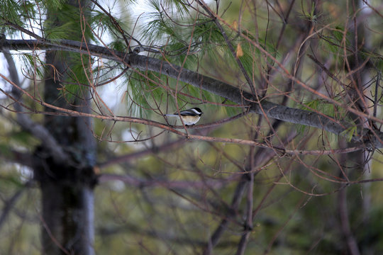 m&eacute;sange &agrave; t&ecirc;te noire