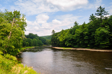 Fototapeta premium Cook Forest State Park