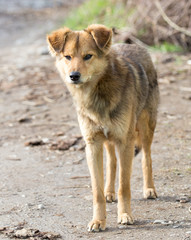 Portrait of a dog on the nature