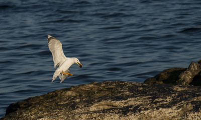 Fototapeta na wymiar Yellow-legged Gull (Larus michahelis)