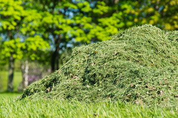 pile of freshly cut grass in park