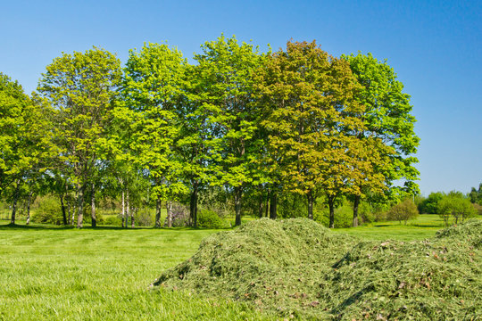 trees and bunch of cut grass in the park