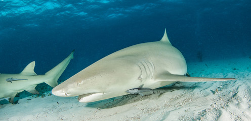 Fototapeta premium Lemon shark