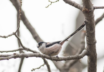 Fototapeta premium Long-tailed Tit (Aegithalos caudatus)