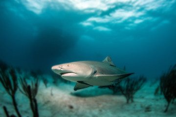 Fototapeta na wymiar Lemon shark