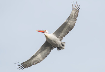 Dalmatian Pelican (Pelecanus crispus)