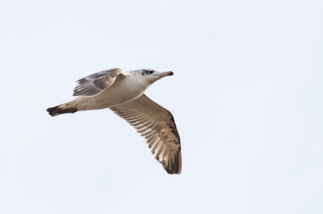 Pallas's Gull (Larus ichthyaetus)