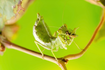 A macro photo of small wingless praying mantis, only about 3cm long, and full size.