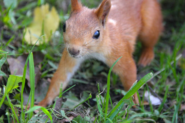 curious squirrel