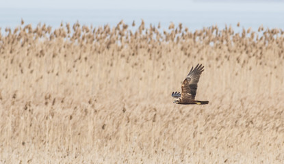 Western Marsh-harrier (Circus aeruginosus) © georgigerdzhikov