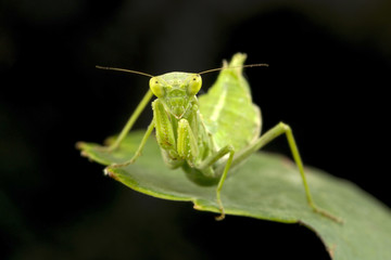 A macro photo of small wingless praying mantis, only about 3cm long, and full size.