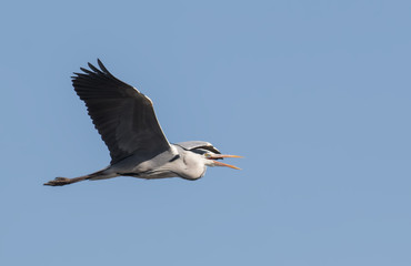 Fototapeta na wymiar Grey Heron (Ardea cinerea)