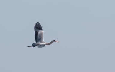 Grey Heron (Ardea cinerea)