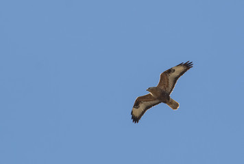 Long-legged Buzzard (Buteo rufinus)