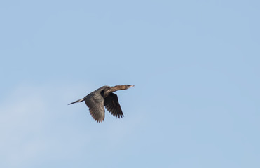 Pygmy Cormorant (Microcarbo pygmaeus)