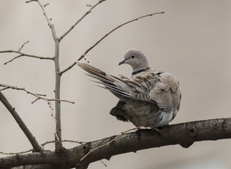 Collared Dove (Streptopelia decaocto)