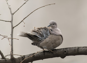 Collared Dove (Streptopelia decaocto)