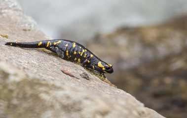 Fire Salamandra (Salamandra salamandra)