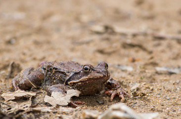 Common Frog (Rana Temporaria)