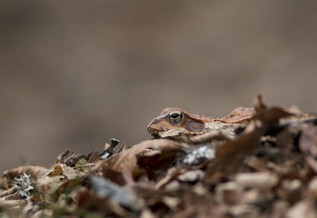 Common Frog (Rana Temporaria)