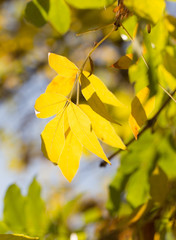 beautiful leaves on the tree in autumn