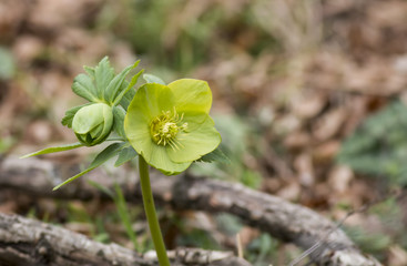 Hellebore