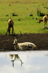 Deer at waterhole © fantasmagoria86