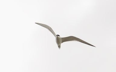 Common Gull-billed Tern (Gelochelidon nilotica)