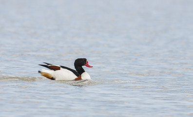 Common Shelduck (Tadorna tadorna)