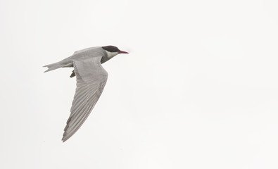 Whiskered Tern (Chlidonias hybrida)