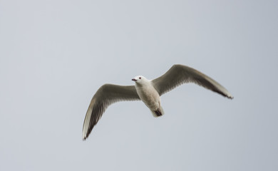 Slender-billed Gull (Larus genei)