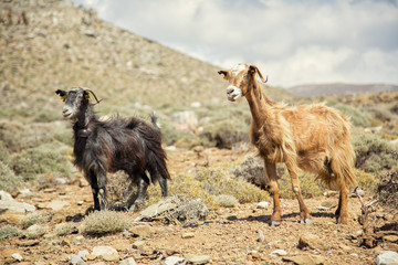 two mountain goats standing on the background of mountains and s