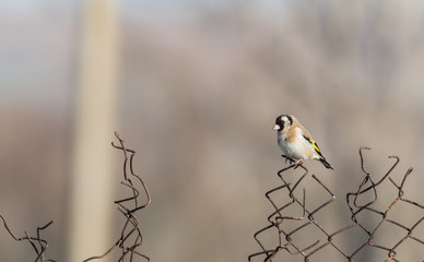 Goldfinch (Carduelis carduelis)