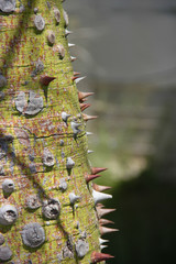 Horiziya magnificent Cyprus - a tree with thorns and prickles