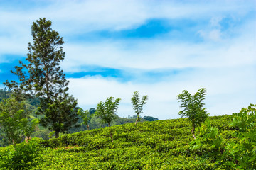 Green tea plantation. Landscape.