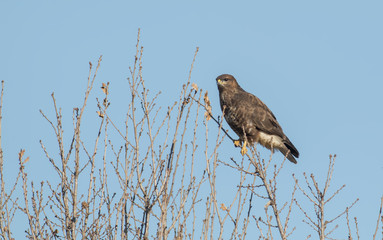 Common Buzzard (Buteo buteo)