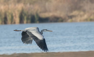 Grey Heron (Ardea cinerea)