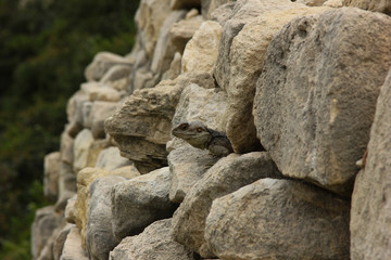 lizard on the nature of the stones