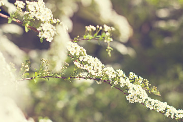 Beautiful white flowering shrub Spirea aguta (Brides wreath).