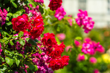 Bush of beautiful roses in a garden