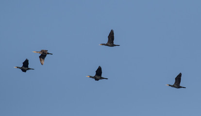 Great Cormorant (Phalacrocorax carbo)