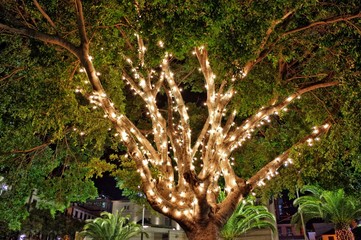 Drzewo z iluminacją  © Przemysław_Wania