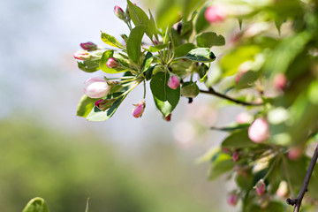 Apple Spring white flowers on a tree branch. Apple tree in bloom. Spring, seasons, time of year. White flowers of Apple tree
