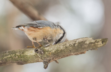 Eurasian Nuthatch (Sitta europaea)