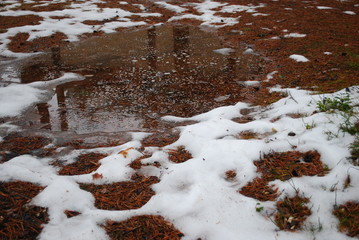 The thaw, the snow melts in the forest, Latvia.