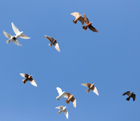 a flock of pigeons in the blue sky