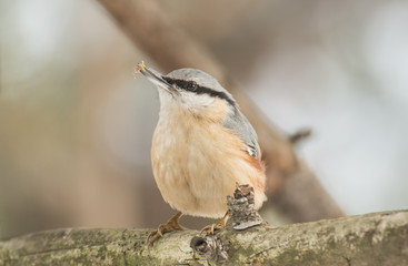 Eurasian Nuthatch (Sitta europaea)