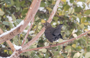 Blackbird (Turdus merula)