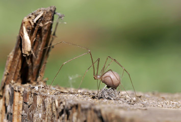 The female spider builds a nest with eggs.